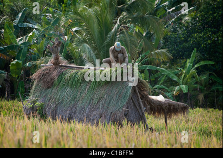 Un homme balinais thatches un nouveau toit pas d'une cabane dans un champ de riz en terrasses dans la campagne de Bali, Indonésie. Banque D'Images