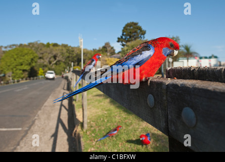 Crimson Rosella Platycercus elegans à O'Reilly's NP Lamington Australie Queensland Banque D'Images