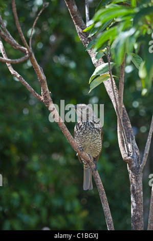 Oiseau Regent Sericulus chrysocephalus femme O'Reilly's NP Lamington Australie Queensland Banque D'Images