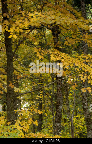 Forêt de chênes et châtaigniers à Estrela Parc Naturel Banque D'Images