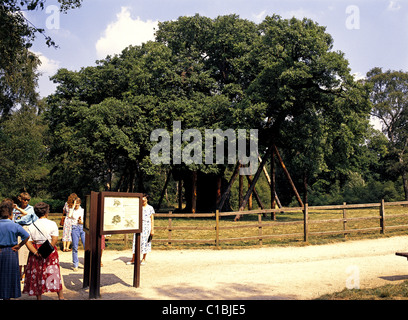 Major Oak à Sherwood Forest Country Park, Nottinghamshire, Angleterre Banque D'Images