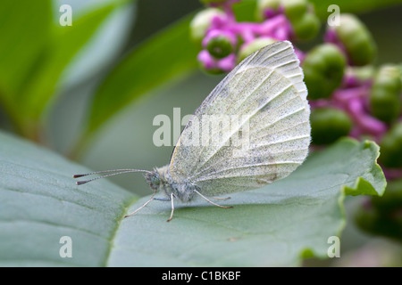 Le chou blanc (Pieris rapae), un petit papillon ne sont pas indigènes à l'Amérique du Nord, mais couramment trouvés là. Banque D'Images
