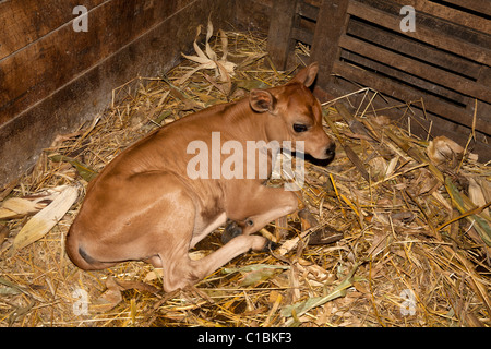 Veau en décrochage. Banque D'Images