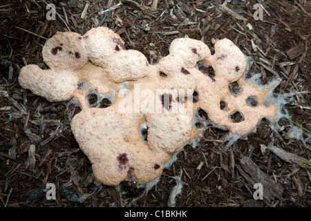 Vomi de chien, Fuligo septica myxomycète. Banque D'Images