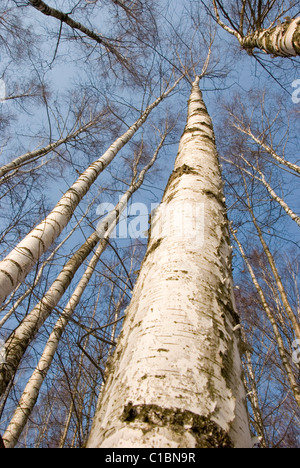 Troncs de bouleaux noir et blanc - un merveilleux rythme naturel Banque D'Images