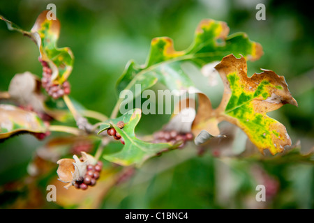 Feuille FEUILLES CHÊNE PLANTE MALADE MALADES MALADIE MALADIE ARBORICOLE BOTANIQUE Banque D'Images