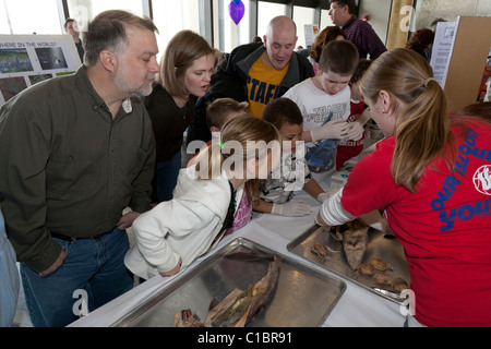 Les biologistes montrant les organes internes des requins. Banque D'Images