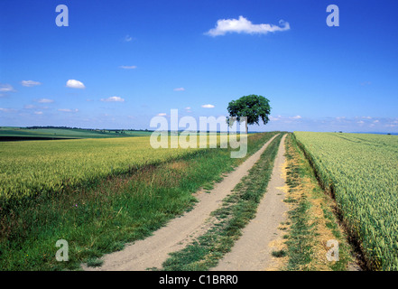 France, Puy de Dome, la plaine de la Limagne Banque D'Images