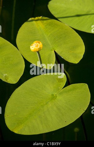 Fleurs sauvages, d'Ampola Lake, Valle di Ledro valley, Trentin-Haut-Adige, Italie, Europe Banque D'Images