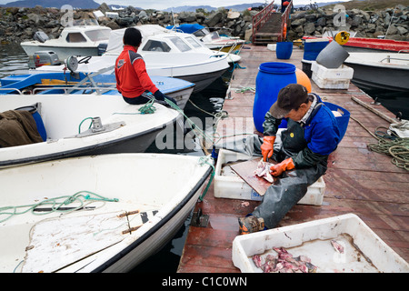 Couper du poisson pêcheur, Narsaq, Sud du Groenland Banque D'Images