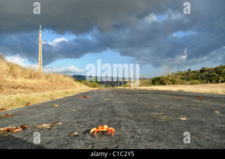 Le crabe dans une rue près de Trinidad, Cuba Banque D'Images