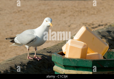 Une mouette à plaquettes dans une poubelle sur Weston-super-Mare promenade. Banque D'Images