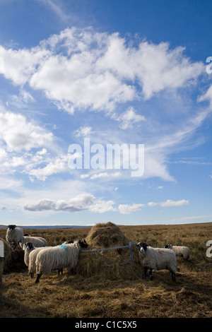 Brebis swaledale dans un chargeur de foin Banque D'Images