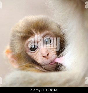 Un bébé singe de lait nichons de sa mère à Chongqing Zoo, la Chine. ** ** Banque D'Images