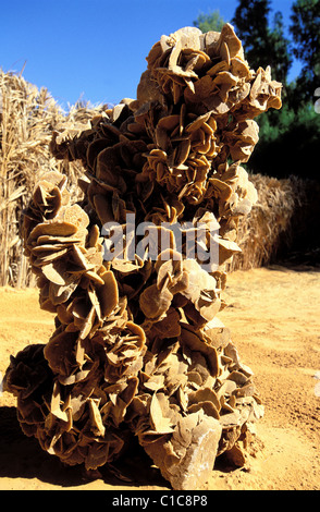 La Tunisie, au sud de la Tunisie, oasis de Ksar Ghilane, desert rose Banque D'Images