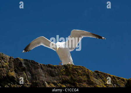 Mouette sur une falaise, le ciel bleu clair Banque D'Images