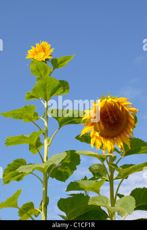 Le tournesol possède toujours viennent dans différentes tailles Banque D'Images