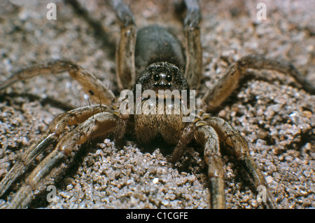 Close up detail des araignées (Geolycosa) à même le sol forestier, Michigan nous. Banque D'Images