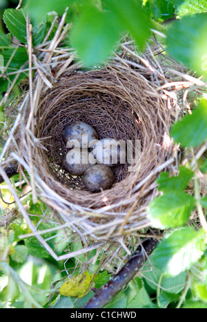 Les oiseaux chanteurs - Austerlitz - nids avec des oeufs sur les branches des arbres Banque D'Images