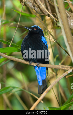 Fée asiatique-bluebird Irena puella mâle Prisonnier Banque D'Images