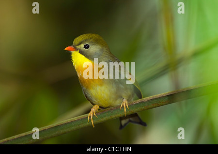 Pekin Robin (Leiothrix lutea) Banque D'Images