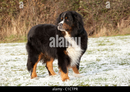 Mountain rescue dog Kennels Waterloo Stoke Orchard Cheltenham UK Banque D'Images