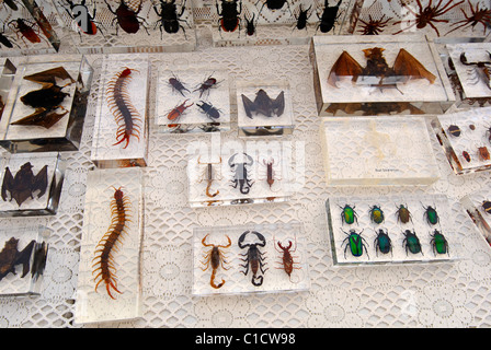 Du vrai Bugs tente vend des insectes et moustiques en résine claire dans de nombreuses formes, y compris les bijoux et décorations. Banque D'Images