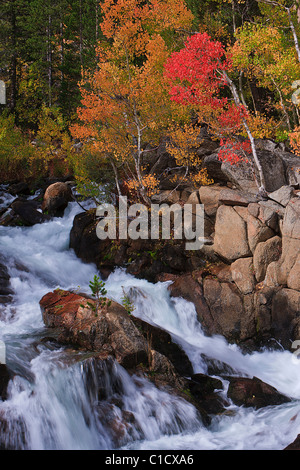 Une famille d'aspen rouge pousse le long de la fourche au milieu de l'Évêque Creek à Bishop Canyon, Californie, USA. Banque D'Images