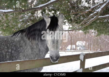 En vertu de l'article arabe x Freisian evegreen canopy Banque D'Images