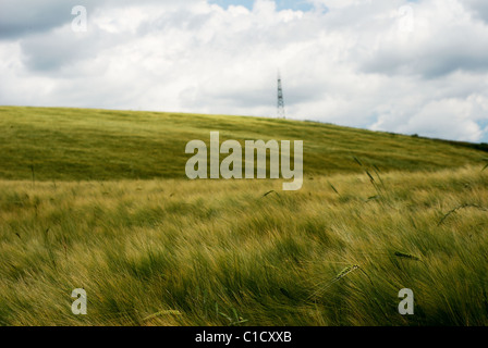 Vent sur champ de blé doré sous ciel d'orage menaçant Banque D'Images