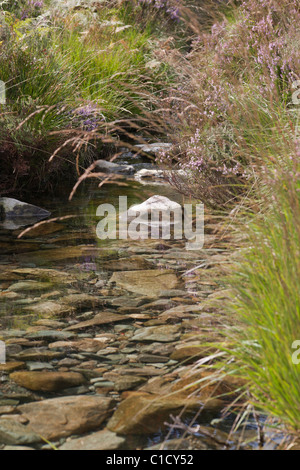 L'été clair Ruisseau de montagne dans Llyn Cwm Mynach, au nord du Pays de Galles Banque D'Images