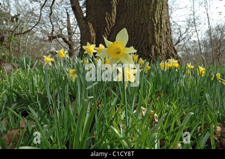 Les jonquilles sauvages Narcissus pseudonarcissus woodland Banque D'Images