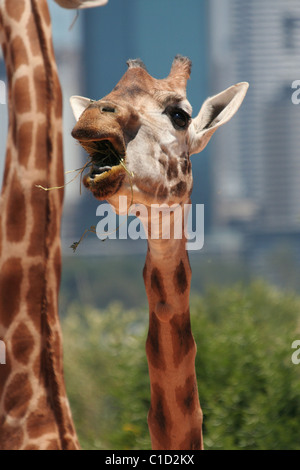 C'est aux côtés de veau girafe mère Taronga Zoo, Parc, Sydney, New South Wales, Australia Banque D'Images