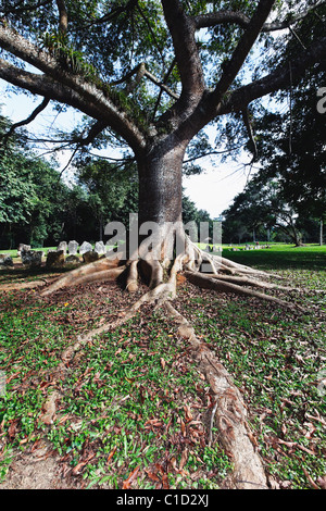 Arbre Ceiba avec racines contrefort, Caguana Ceremonial Park, Utuado, Puerto Rico Banque D'Images