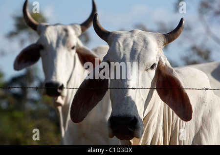 Le bétail de Brahman, péninsule d'Osa, au Costa Rica Banque D'Images