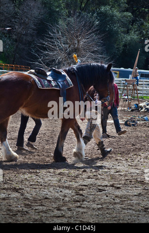 Un écuyer de marcher un jouteurs steed retour à la station de montage Banque D'Images