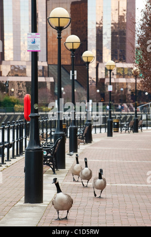 Bernache du Canada (Branta canadensis) Salford, Greater Manchester, UK Banque D'Images