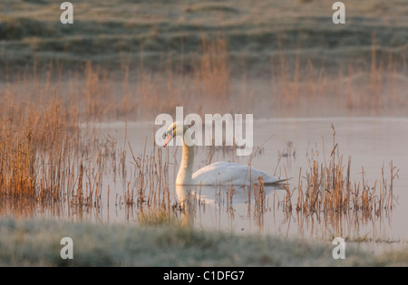 Mute swan (Cygnus olor) Isle of Sheppey, Kent, UK Banque D'Images