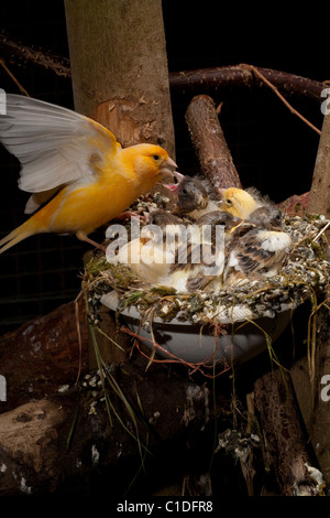 Canaries (Serinus canaria). Alimentation Parent à part entière près de poussins ( !5 jours) dans un nid artificiel pan dans une volière. Banque D'Images