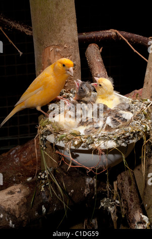 Canaries (Serinus canaria). Alimentation Parent à part entière près de poussins (15 jours) dans un nid artificiel pan dans une volière. Banque D'Images