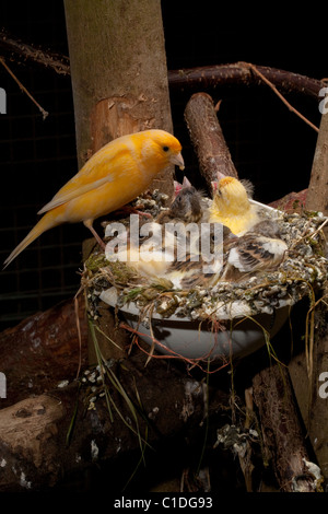 Canaries (Serinus canaria). Alimentation Parent à part entière près de poussins (15 jours) dans un nid artificiel pan dans une volière. Banque D'Images