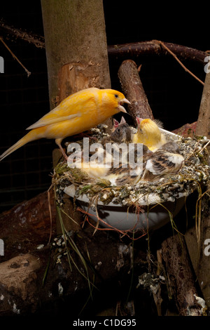 Canaries (Serinus canaria). Alimentation Parent à part entière près de poussins (15 jours) dans un nid artificiel pan dans une volière. Banque D'Images