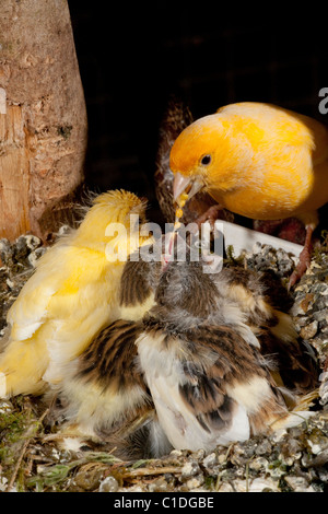 Canaries (Serinus canaria). Alimentation Parent à part entière près de poussins (15 jours) dans un nid artificiel pan dans une volière. Banque D'Images