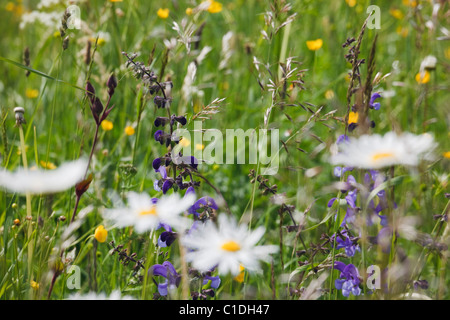 Europe. Ox-eye Daisies (Leucanthemum vulgare) growing with wild grasses in a wildflower meadow Banque D'Images