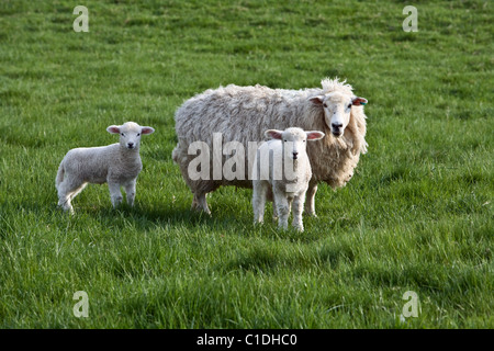 Deux agneaux et une brebis dans un champ dans le Wiltshire, près de la façon Wansdyke sentier. Banque D'Images