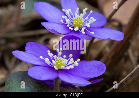 Mousse de foie-forêt violet fleur, Hapatica Nobilis Banque D'Images