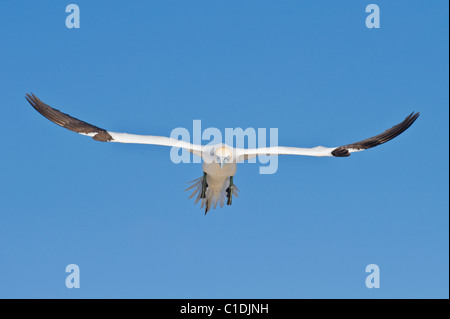 Fou de Bassan (Morus bassanus), îles Saltee, Irlande Banque D'Images