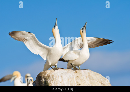 Fou de Bassan (Morus bassanus), îles Saltee, Irlande Banque D'Images