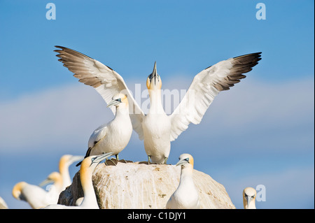 Fou de Bassan (Morus bassanus), îles Saltee, Irlande Banque D'Images