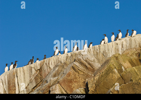 Guillemot (Uria aalge), îles Saltee, Irlande Banque D'Images